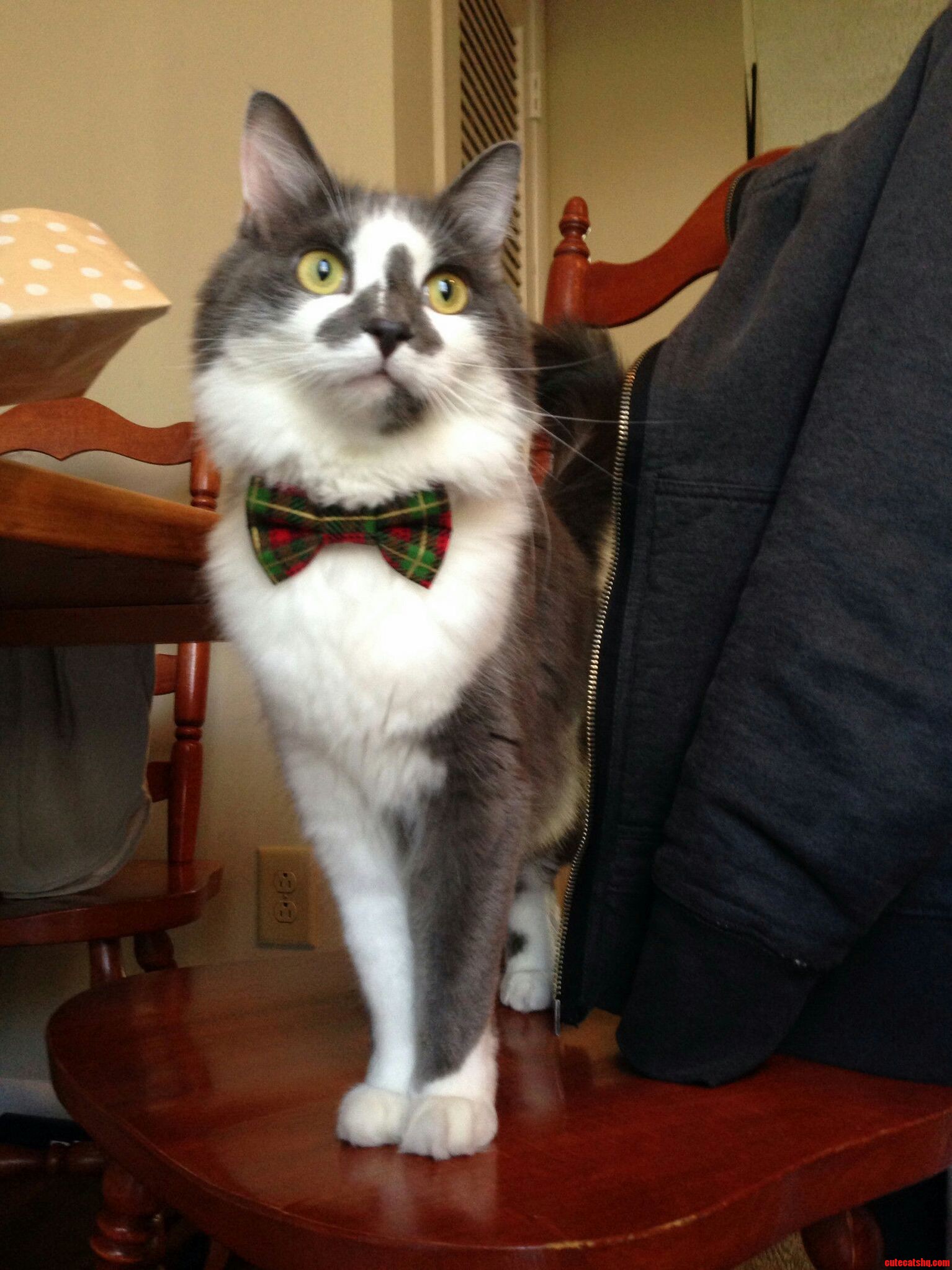 This Handsome Fellow