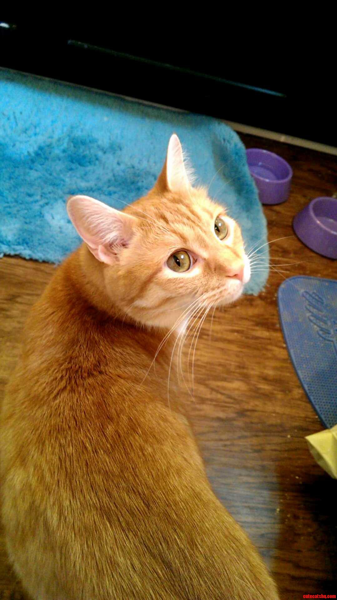 This Handsome Man Is Leaving Me This Weekend and Going Back to His Owner