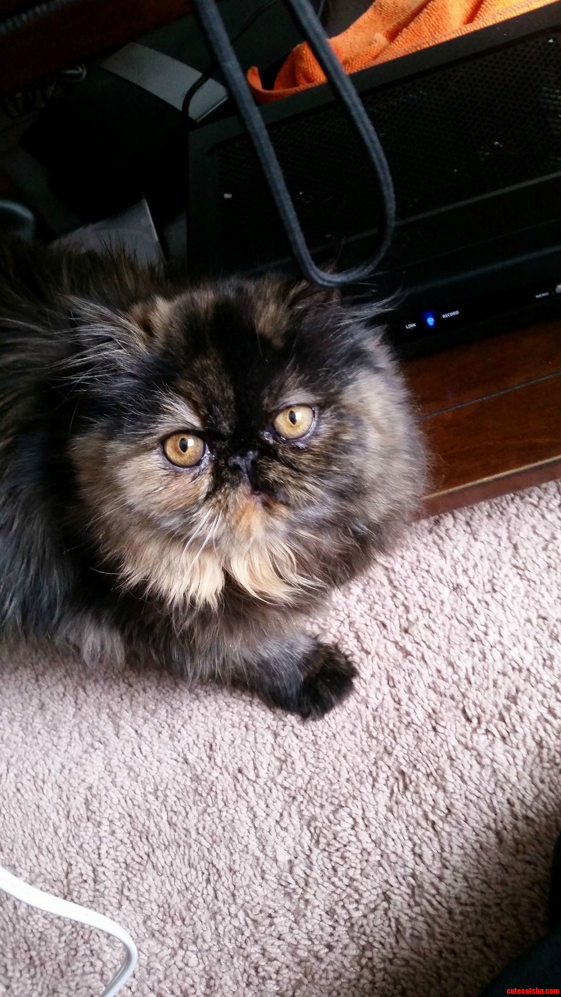 This Is Pickles. I Love Her.