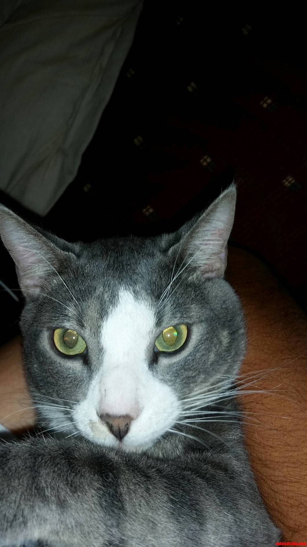 This Is Bandit. He Likes to Bite My Feet.