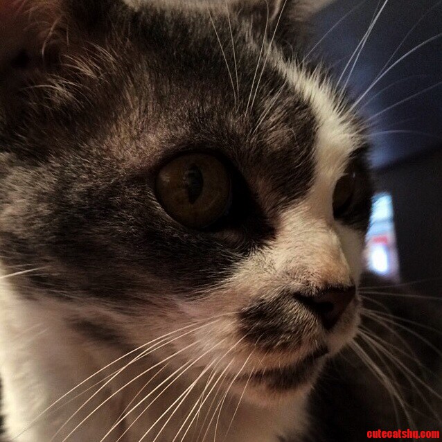 This Is Dorian. She My Nineteen Year Old Grey Cat. Shes Also Being Put Down Tomorrow. Just Wanted to Share Her Awesomeness with You Guys.