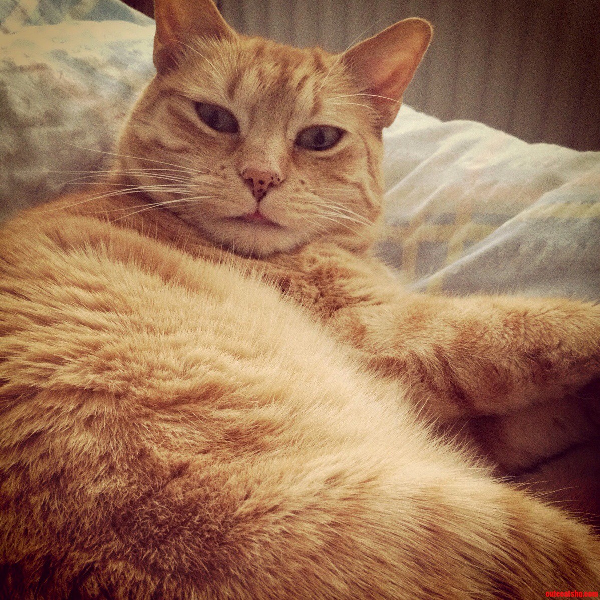 This Is How Piepsi Looks Like When She Awakes. Hope You Like It