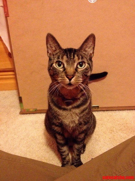 This Is Kitty He Has the Loyalty of a Dog.