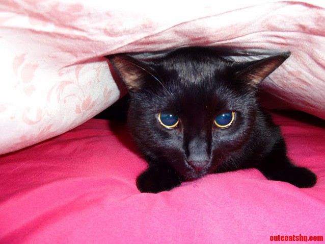 This Is Kitty