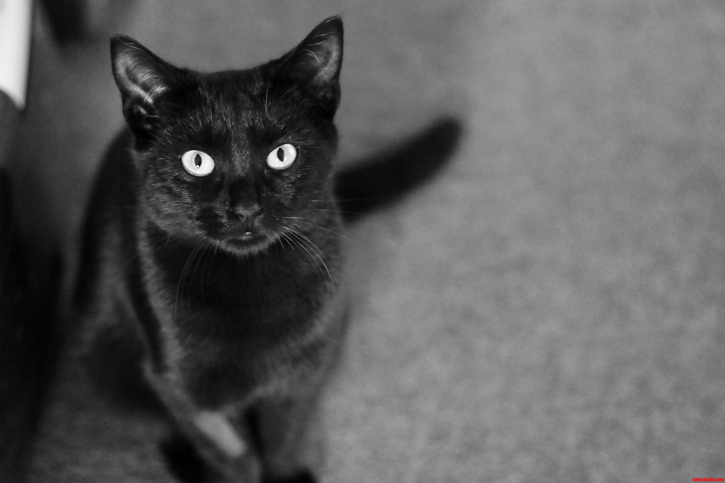 This Is Lara - Shes a Cheeky Little One and the Most Curious Cat I Ve Ever Met