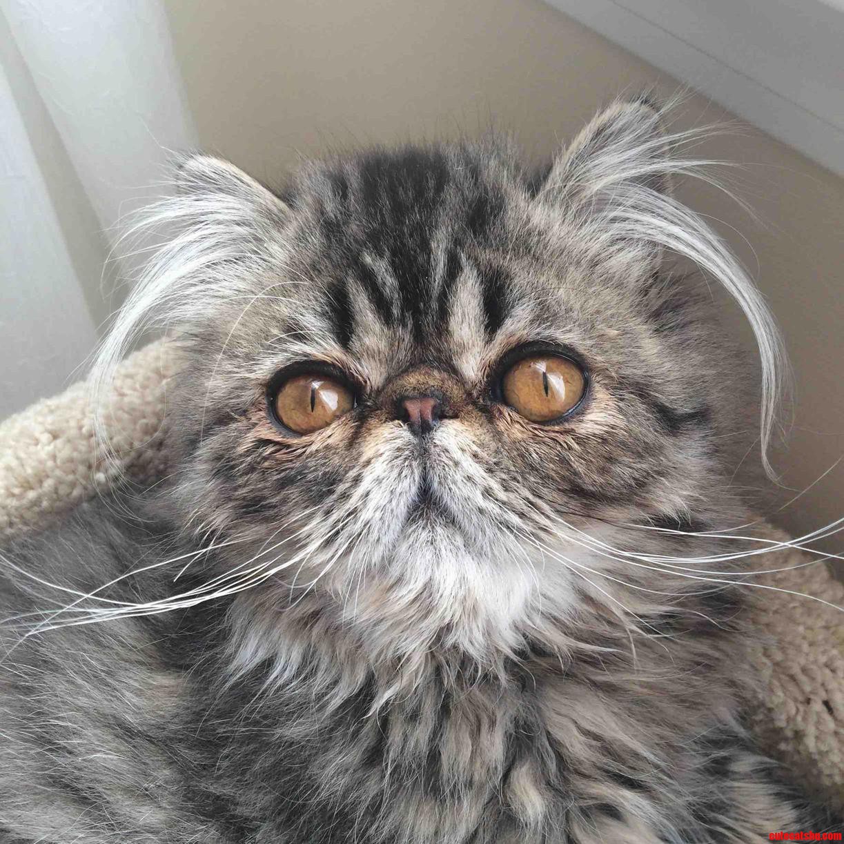 This Is My Kitten Schnicklefritz