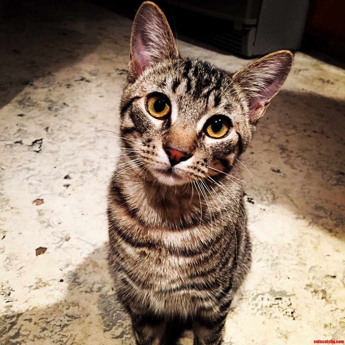 This Is My Kitty Benny