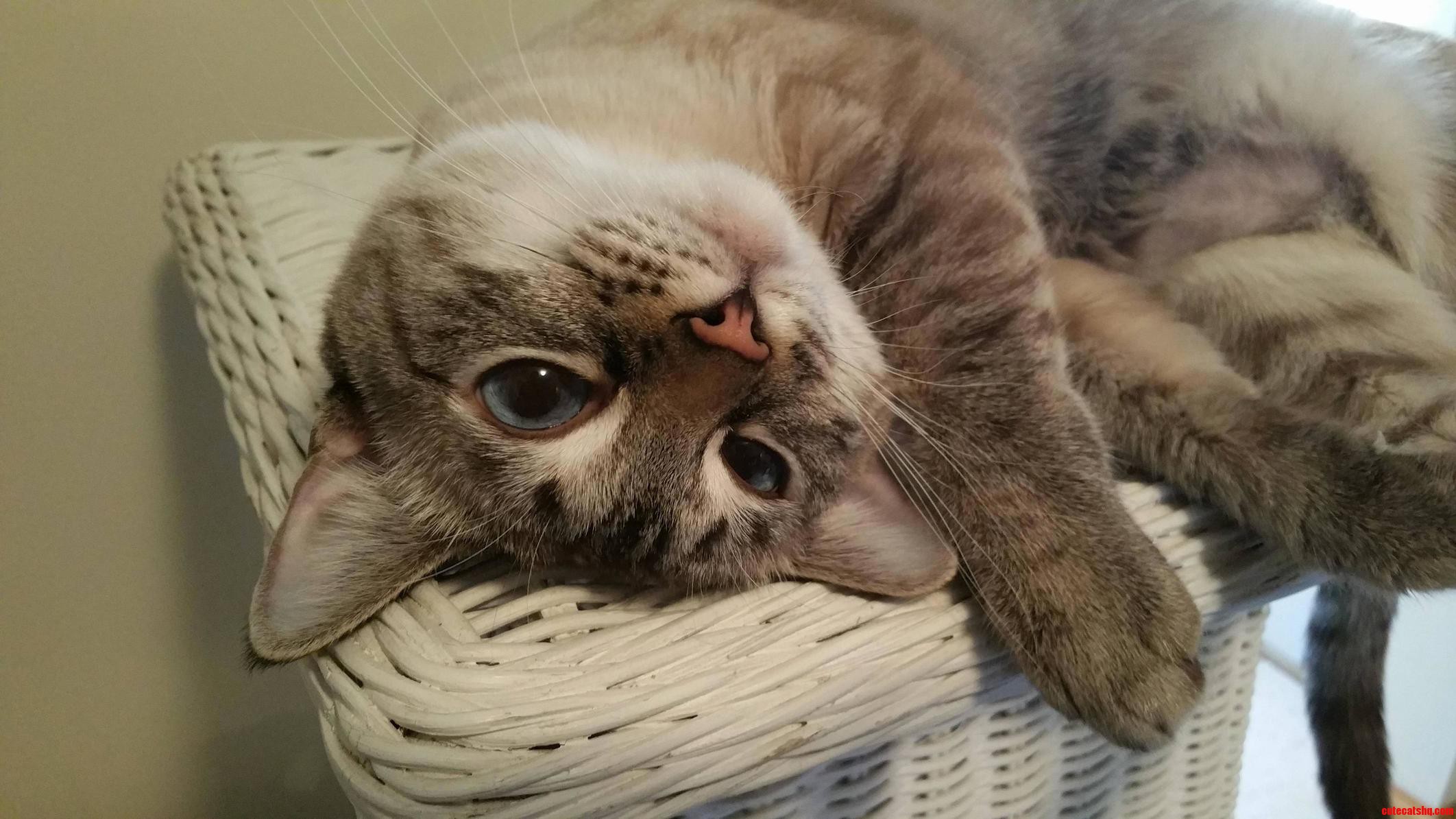 This Is My Little Plop Snow. Shes an Awful Goofy Kitty but Boy Is She Cuddly