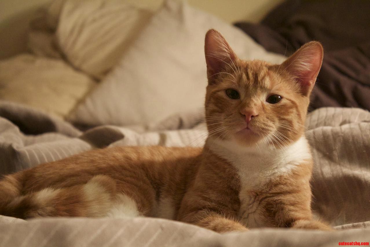 This Is Toulouse. I Adopted Her 5 Months Ago.