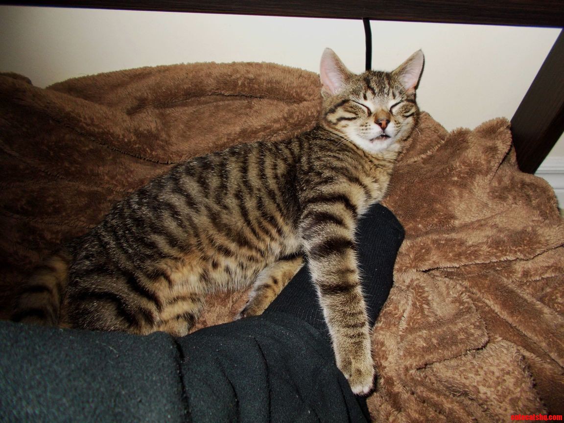 This Little Guy Keeps Walking Around and Meowling Like He Wants Something - Any Idea What Hes Looking for