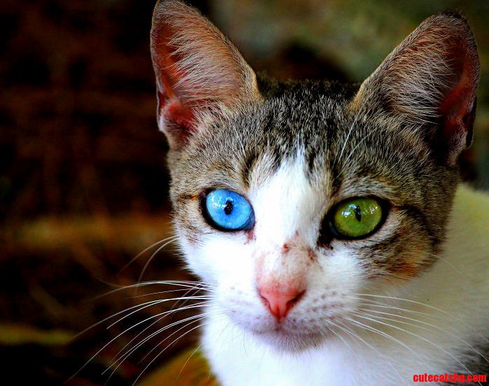 Those Eyes Were Amazing