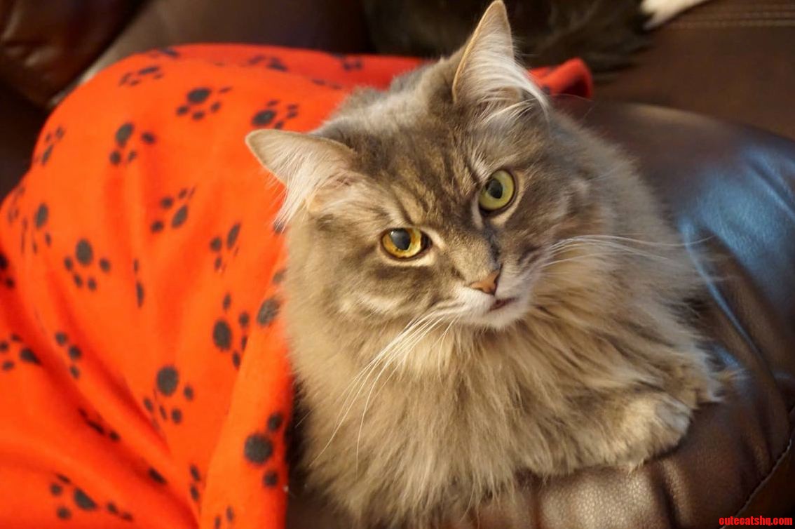 Today Princess Will Have Her Right Eye Removed- Possible Cancer. Poor Girl