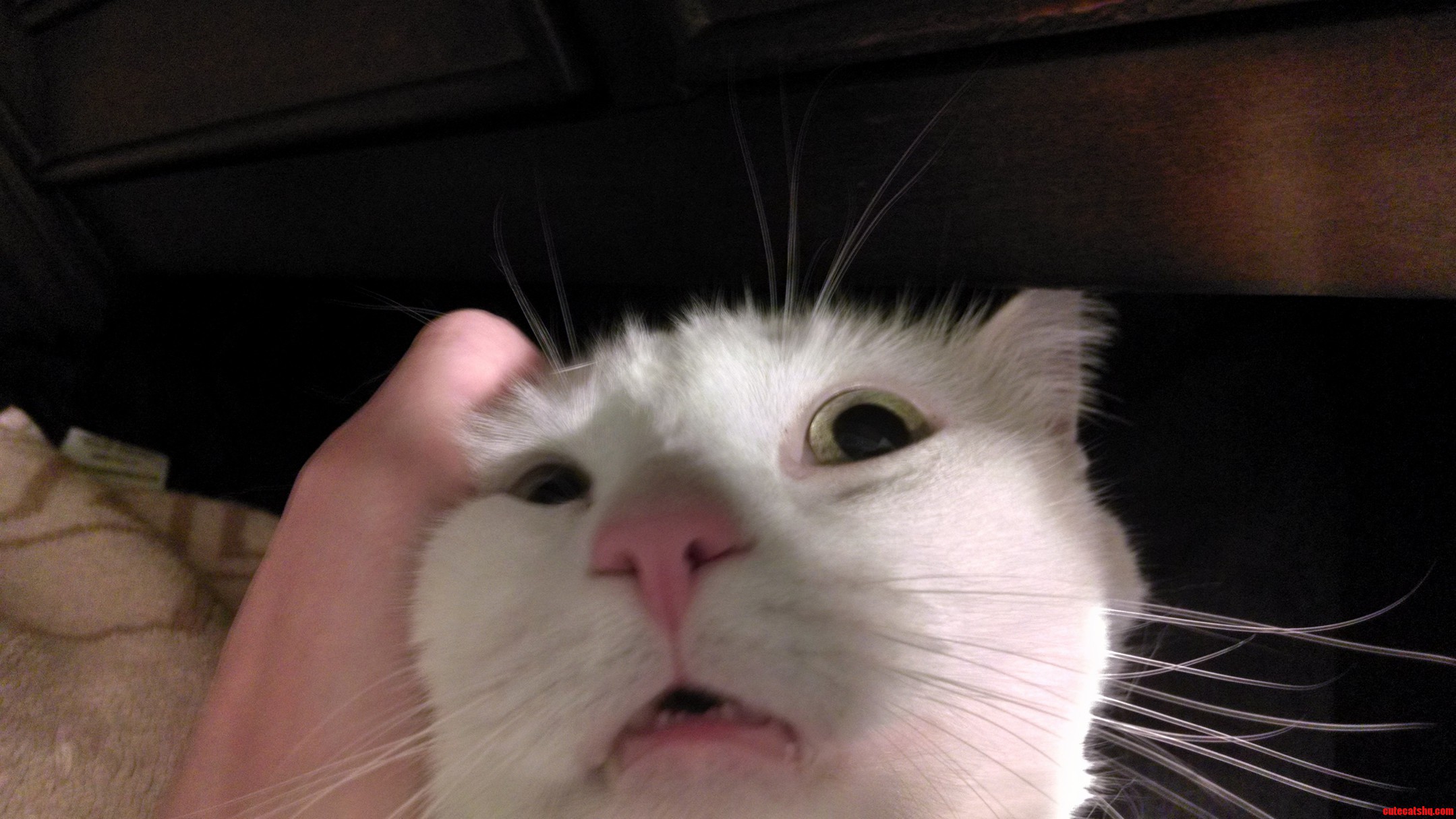 Too Much Catnip.
