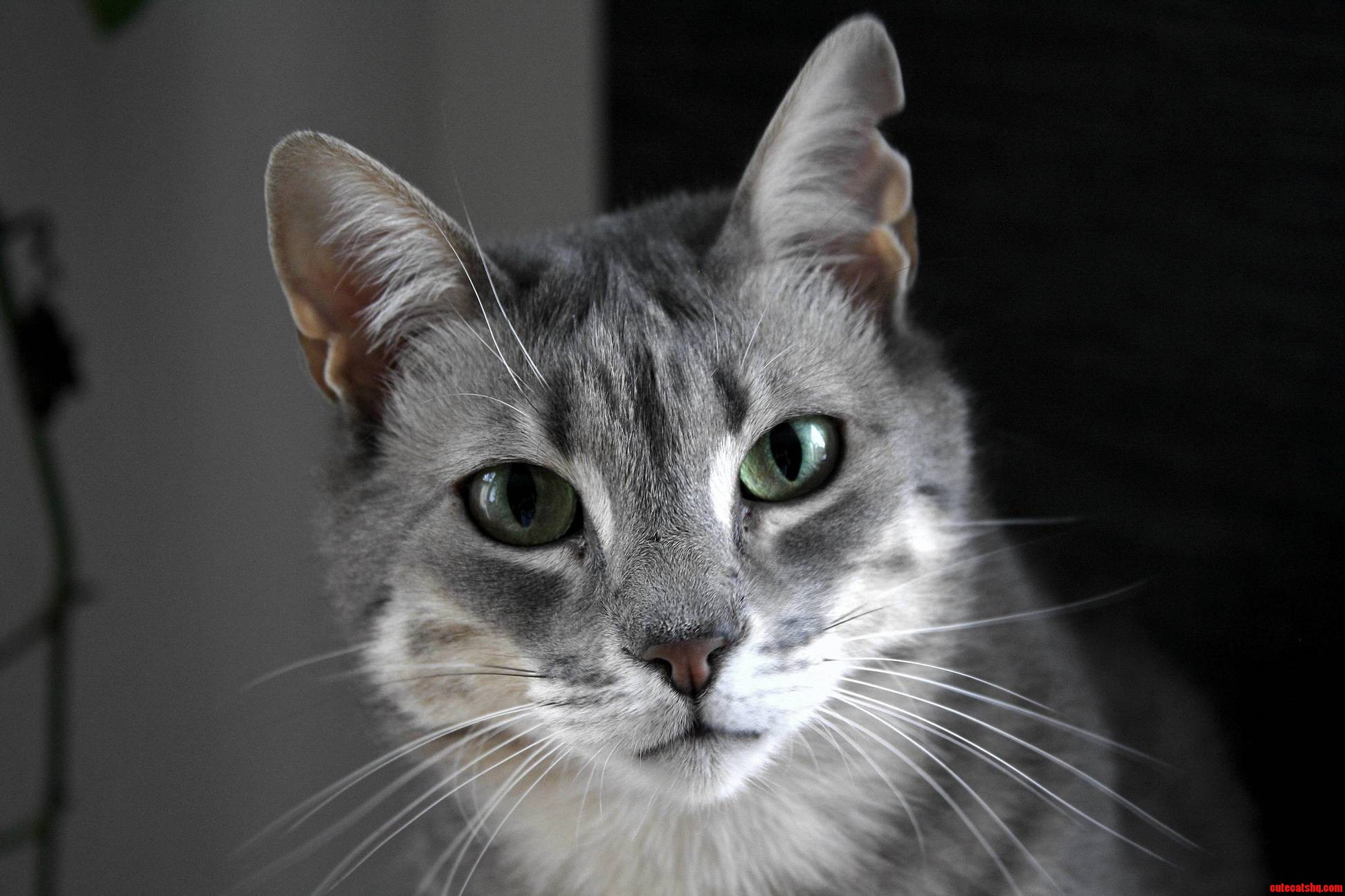 Took a Nice Pic of One of Our Cats Yesterday. Meet Edith