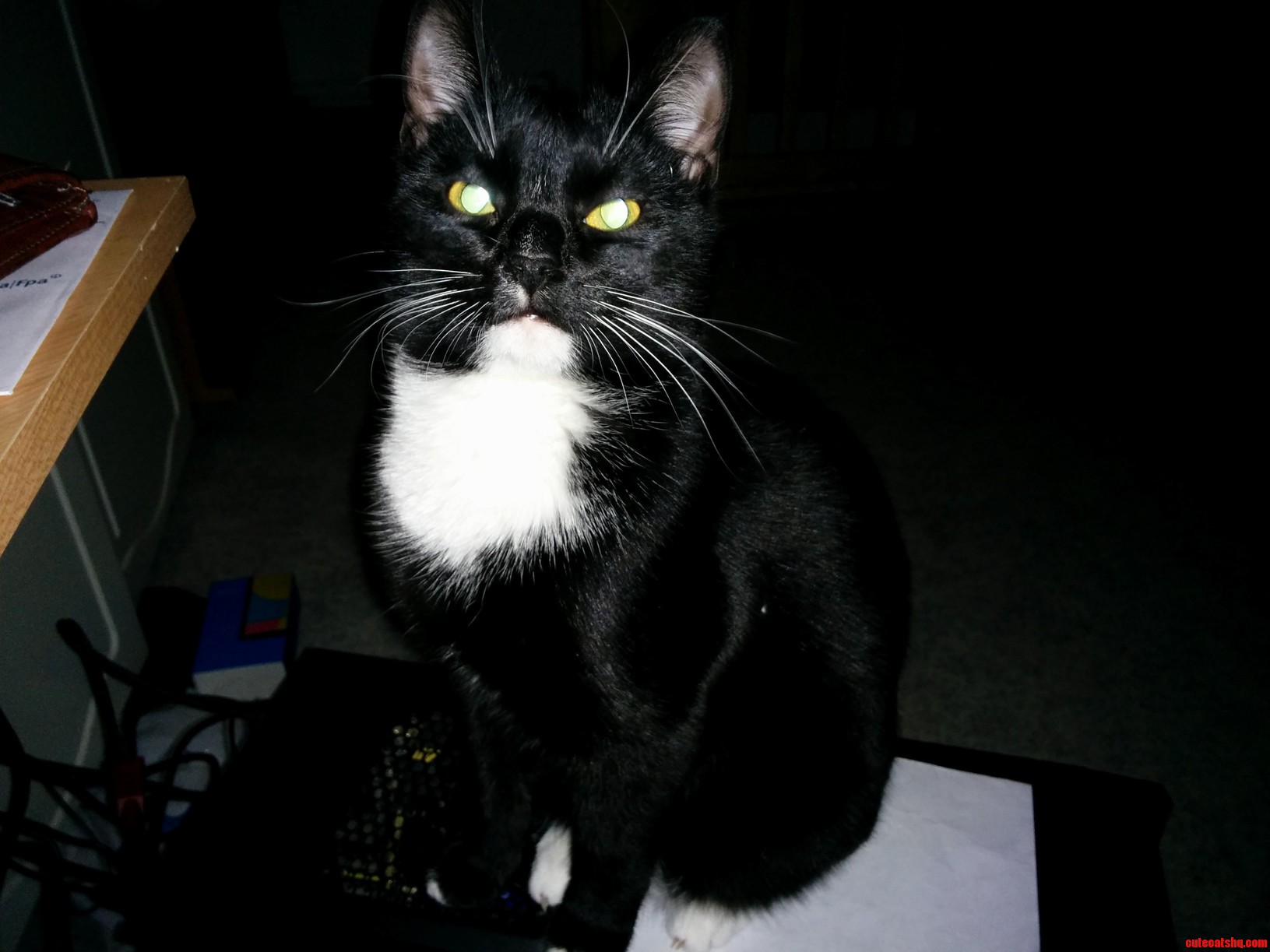 Treat Radar Is Going Wild