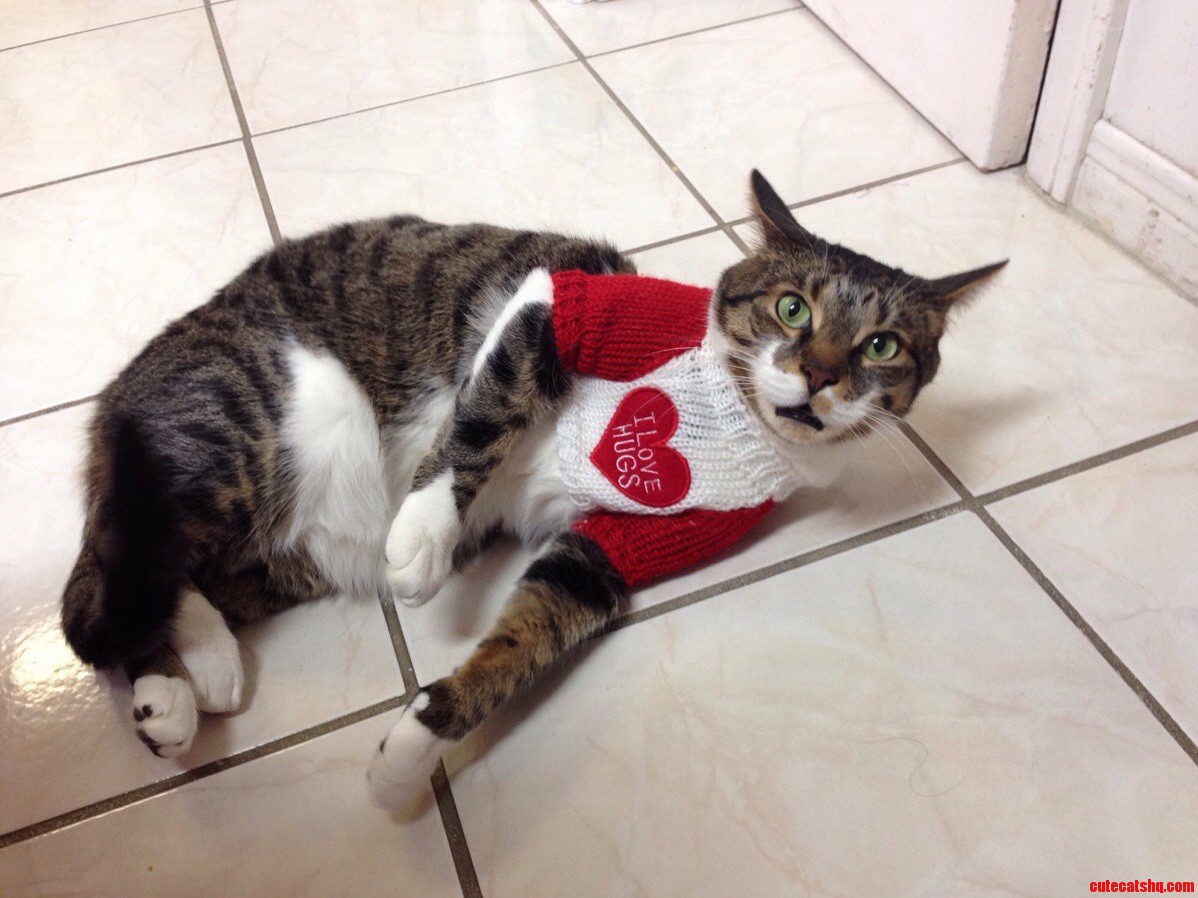Tried to Take a Cute Picture of Our Cat in a Sweater but This Is How It Turned Out