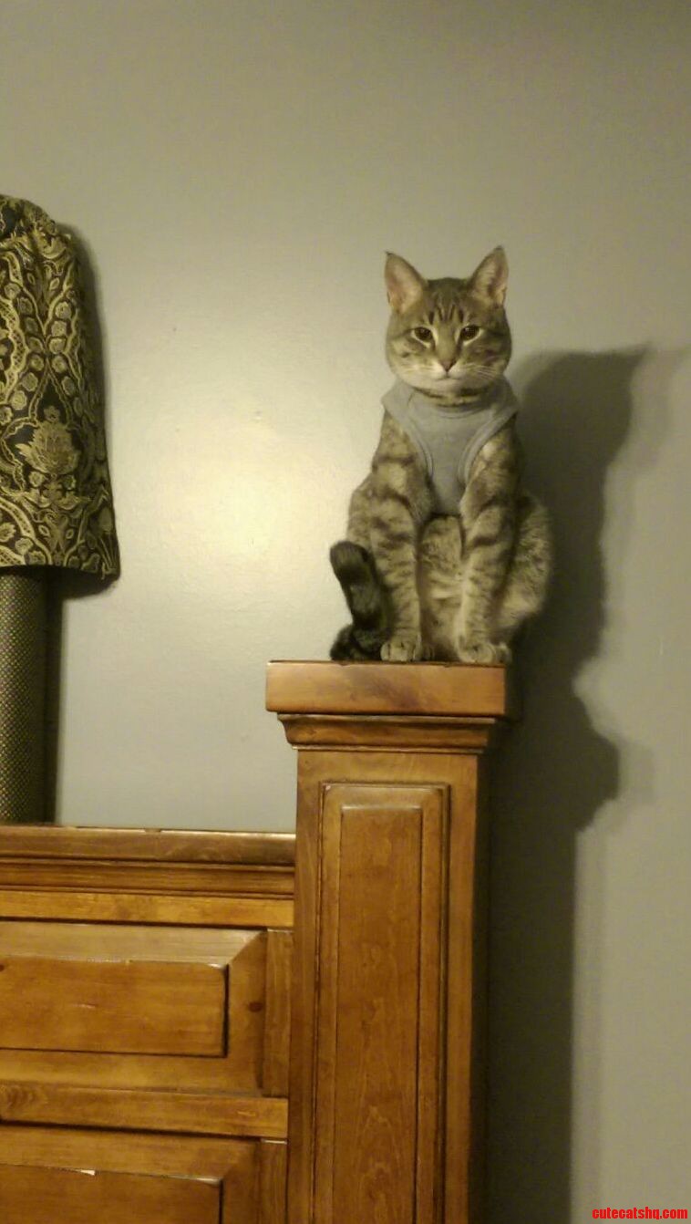 Tybalt. He Snaps a Pose When My Phone Goes Up.
