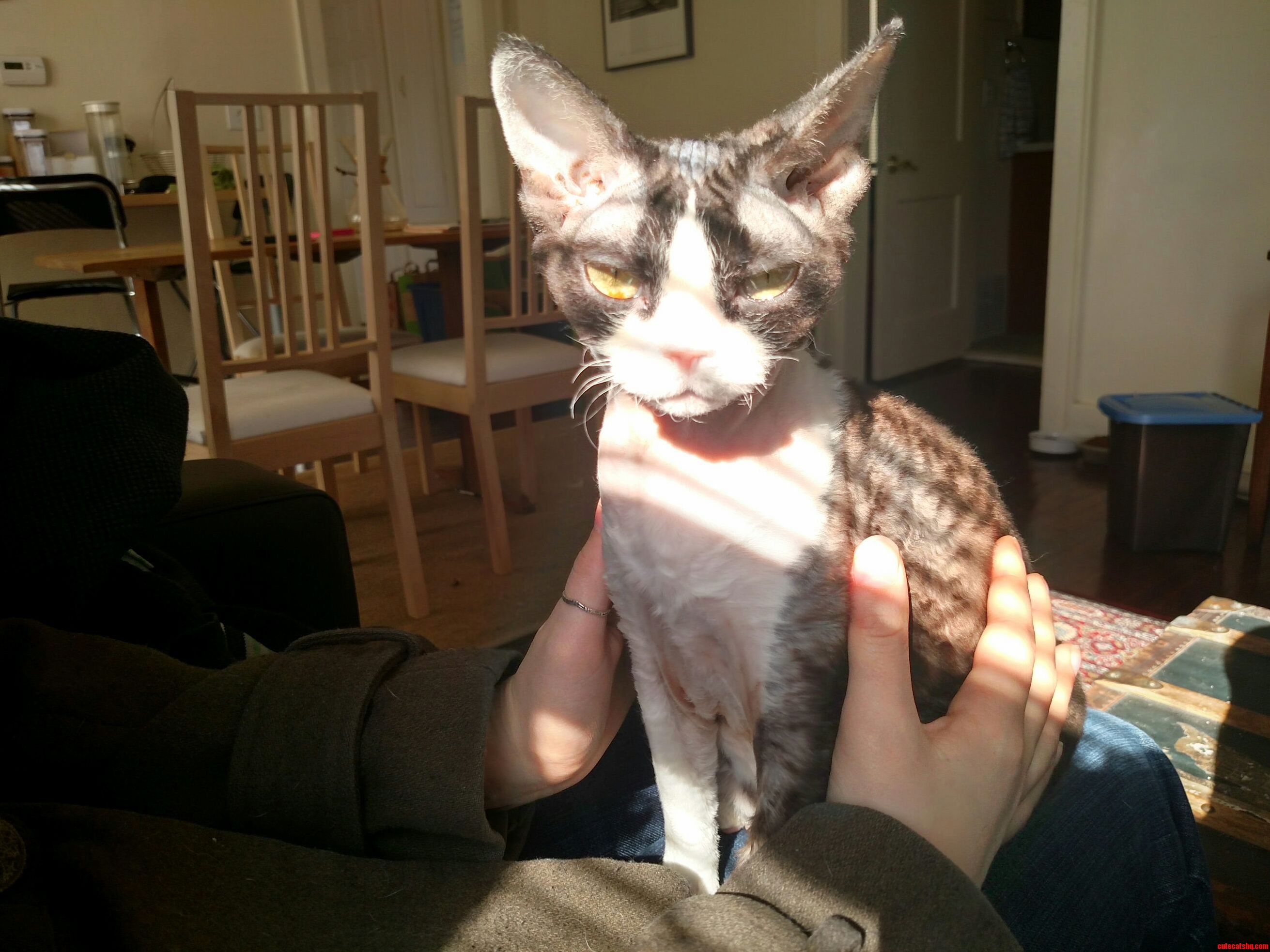 Ugly Cat or Ugliest Cat