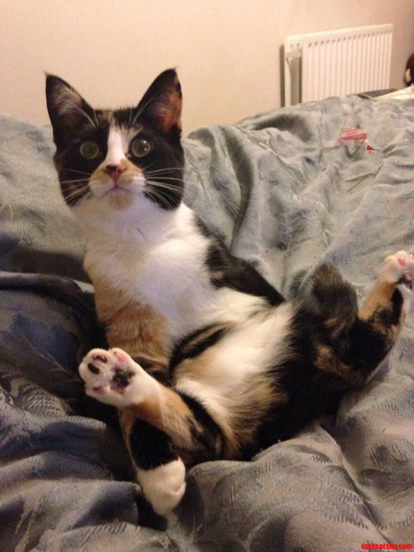 We Have the Sexiest Cat Around.
