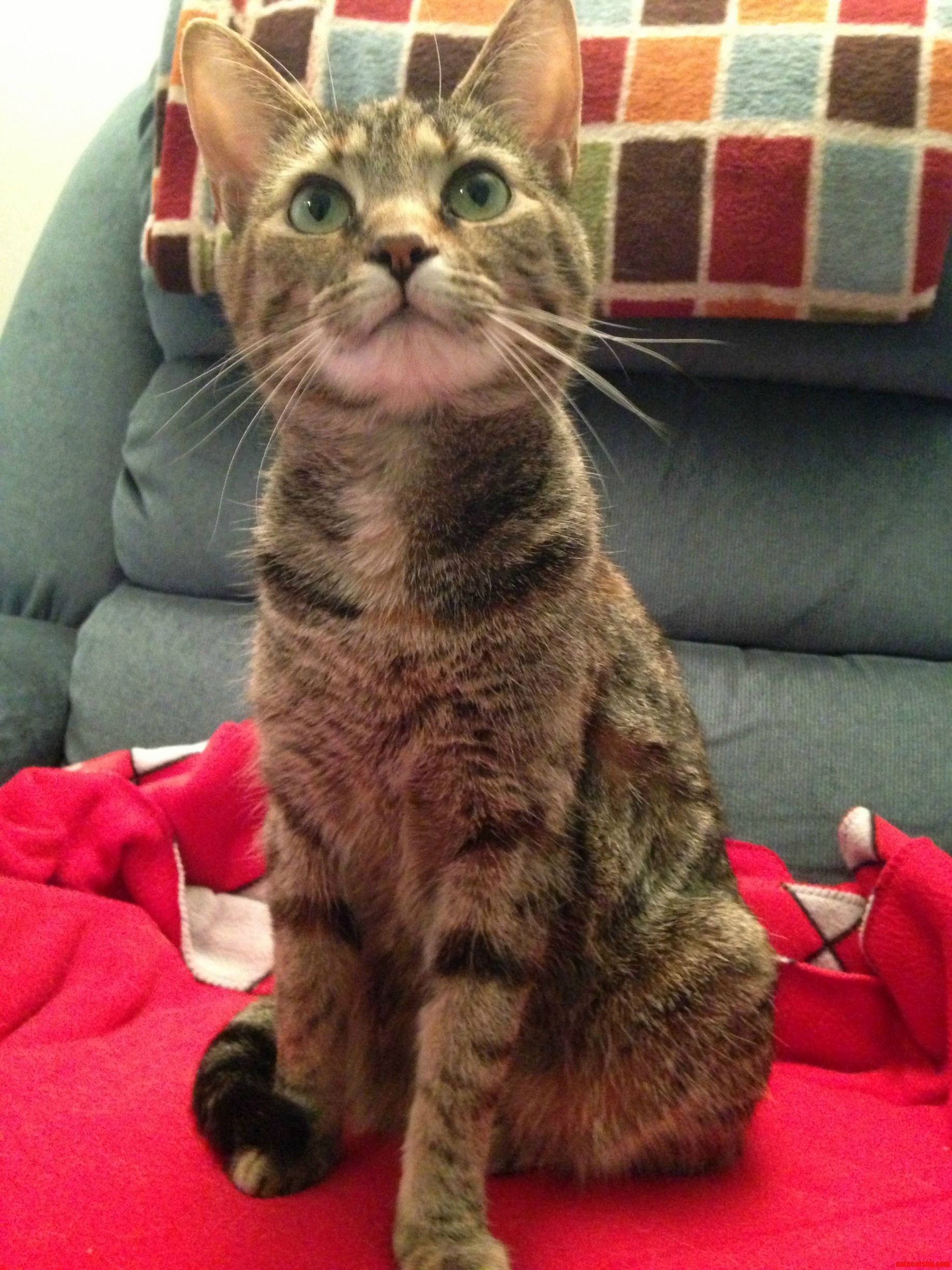 We Ve Had Kit Kat for 3 Years. Today She Turned 4.