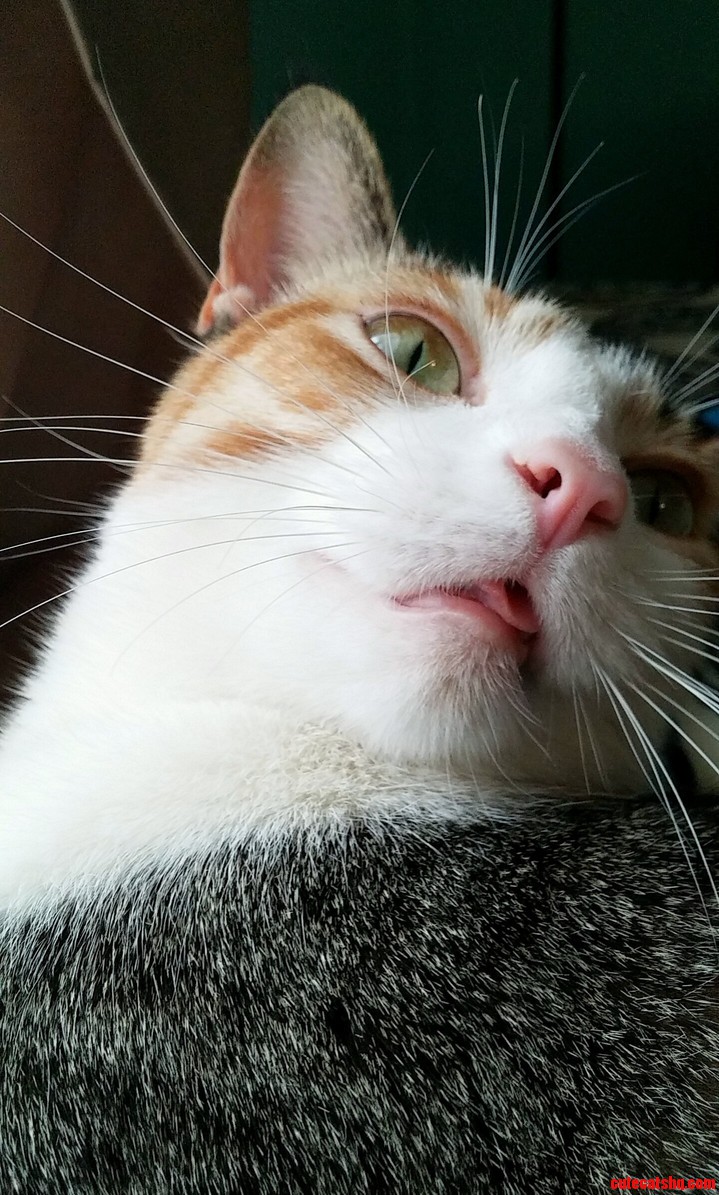 Well Good Morning Harley
