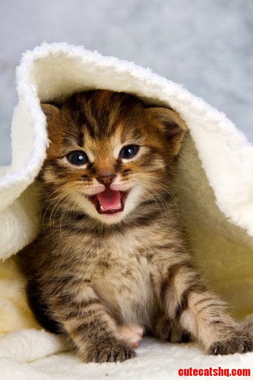 What a Sweetly Fierce Little Feline I Think Any Cat Lover and Many Dog Lovers Would Find Him Her Adorable.