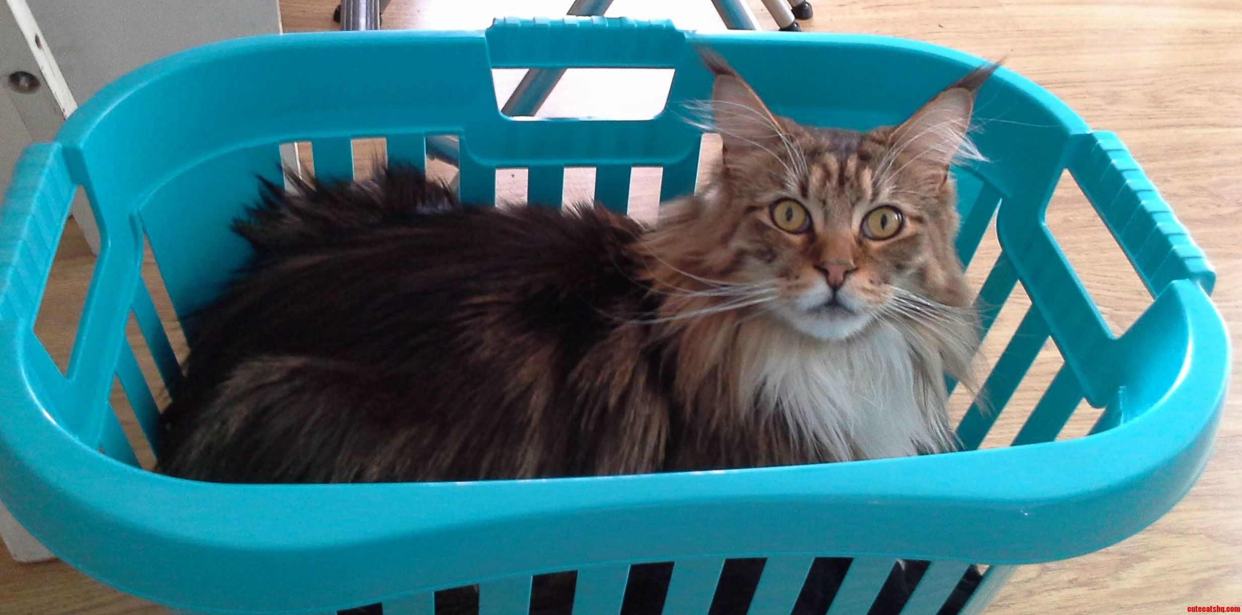 What Human I Like Fresh Laundry Too