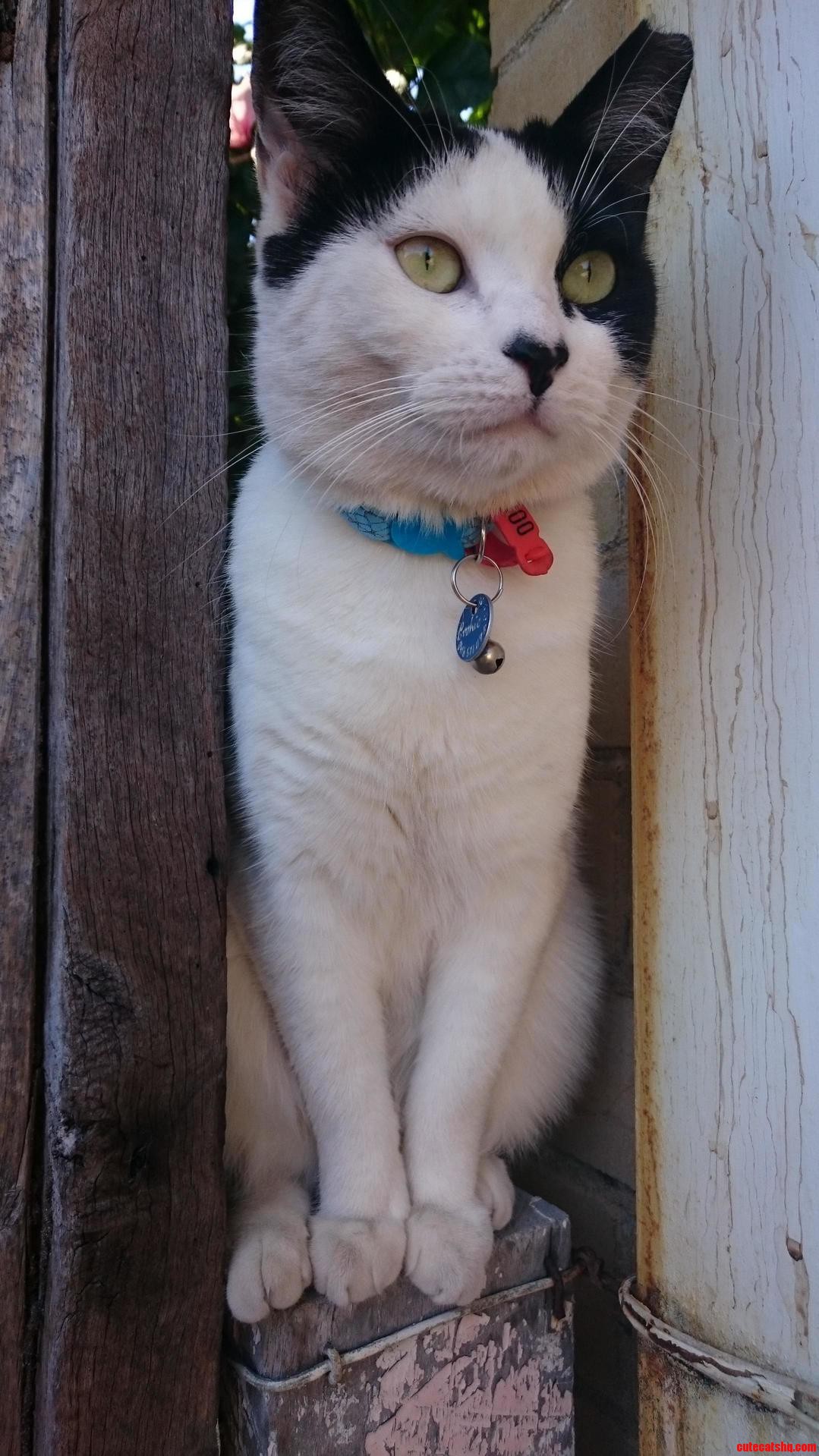 Who Needs a Watch Dog When You Have a Cat. Nothing Gets Past Her.