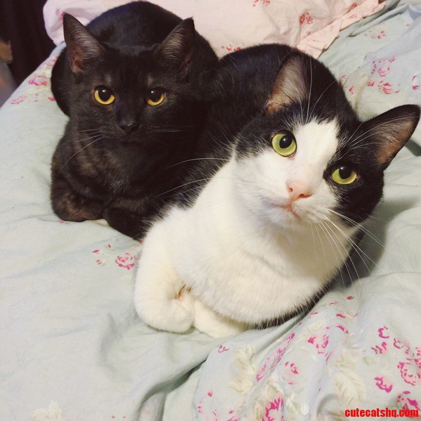 Wide Eyed Pussycats