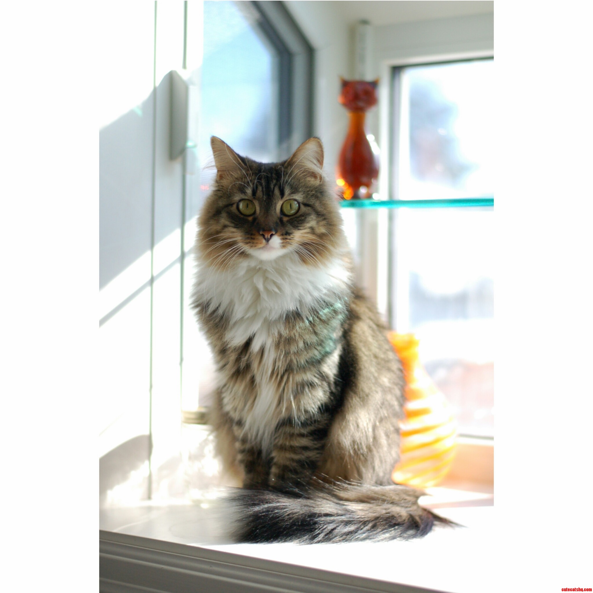 Window Cats
