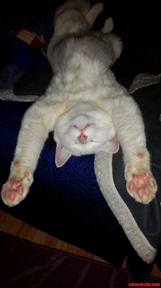 You Cant Deny That My Cat Is One Laid Back Guy