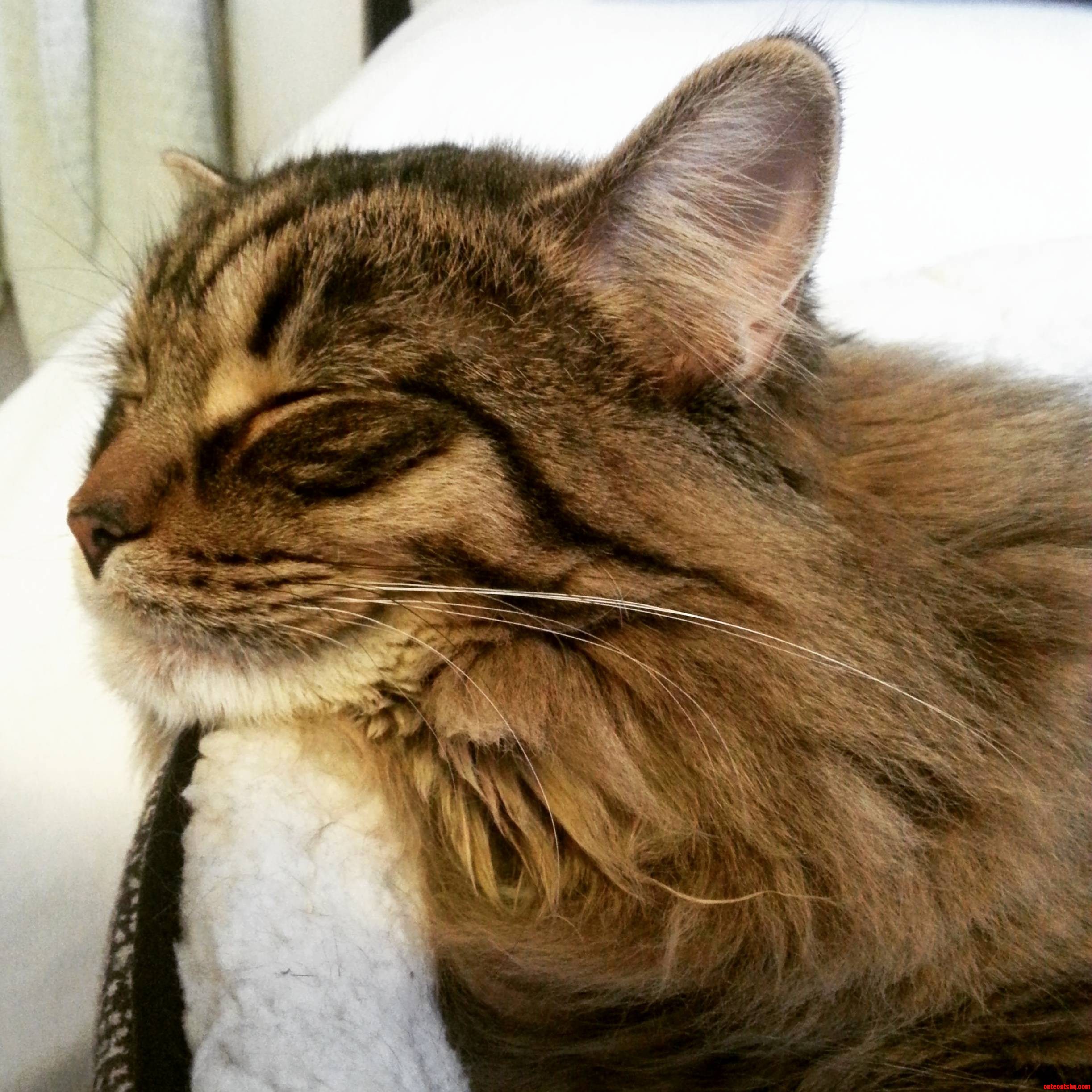 Zzz