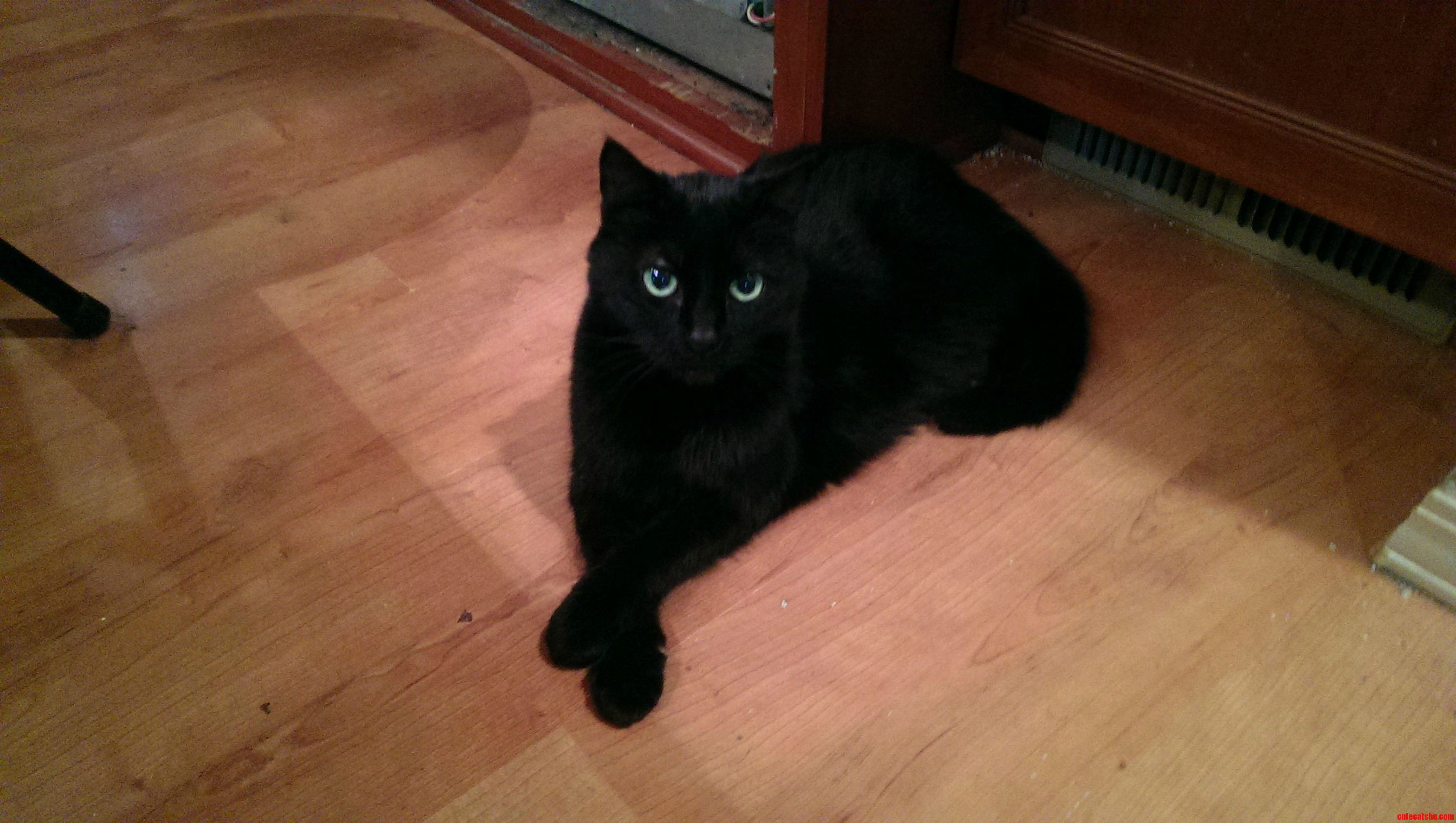 Munnin Being Ladylike in Her Favorite Spot- in Front of the Heater Vent