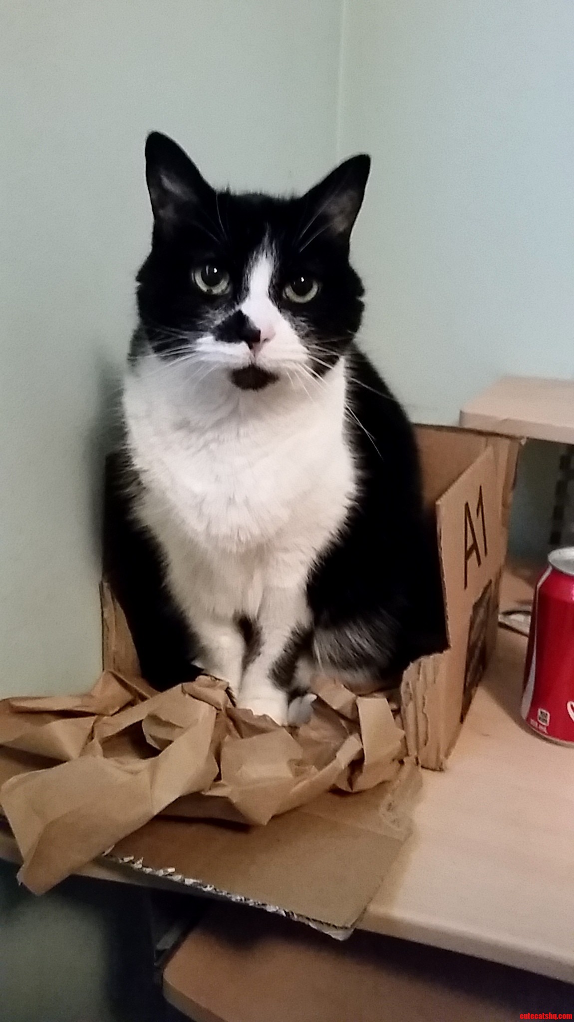 17 Year Old Cat and Moving Homes