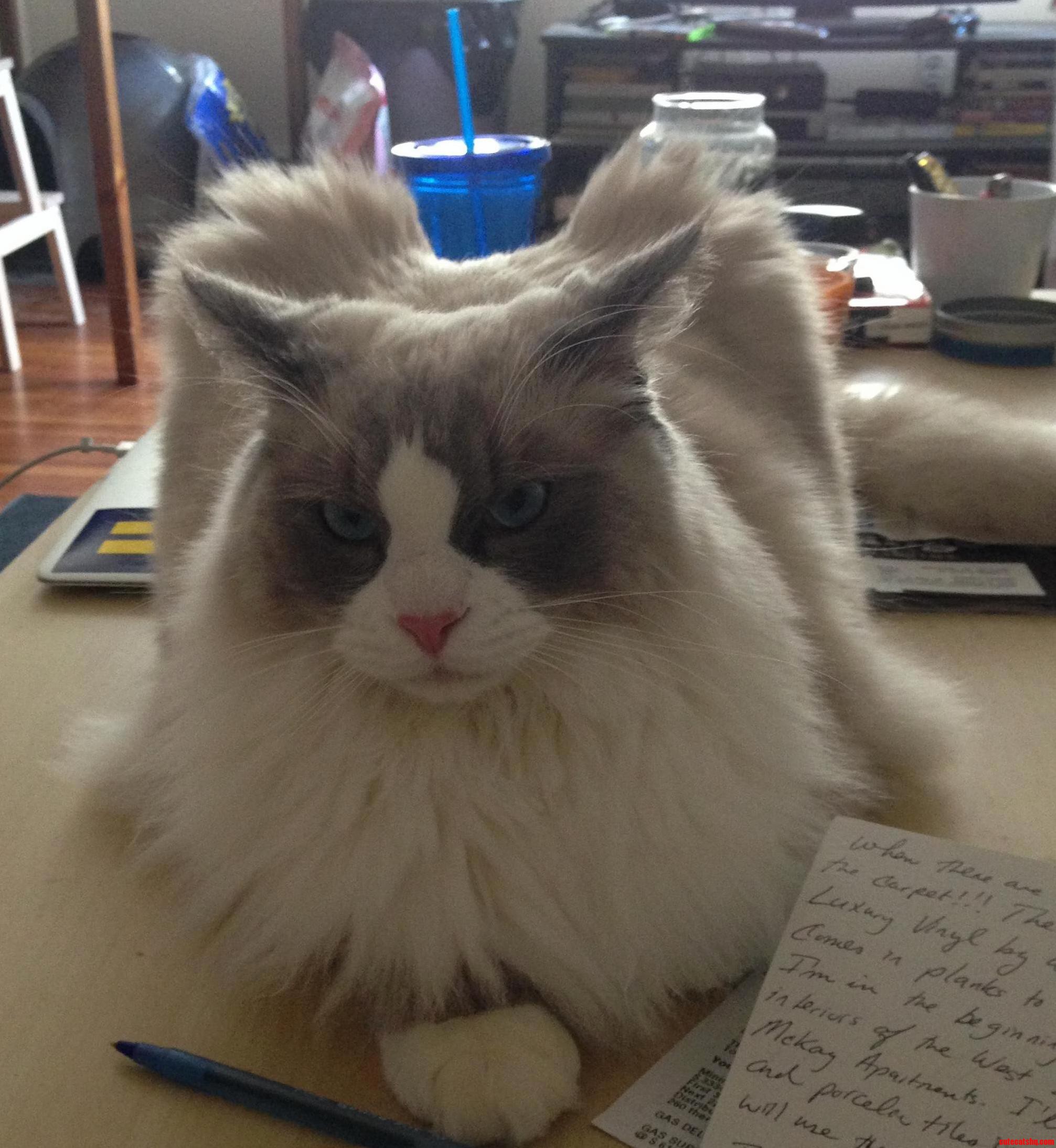 17lbs of Unamused Kitten