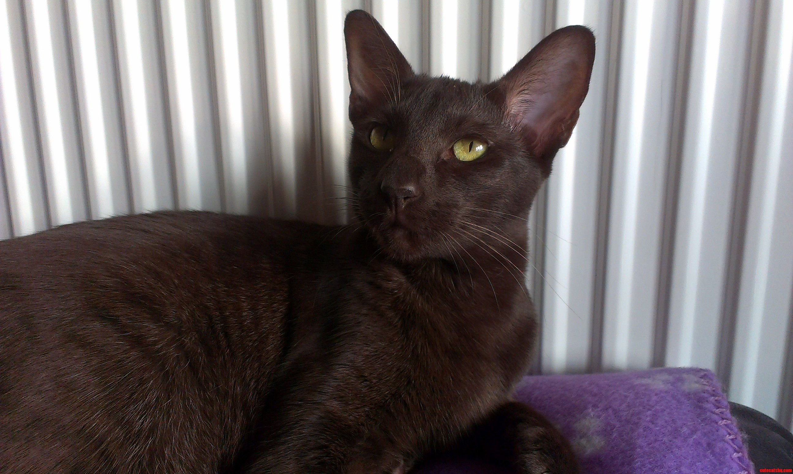 A Recent Picture of Indie She Loves the Radiator.