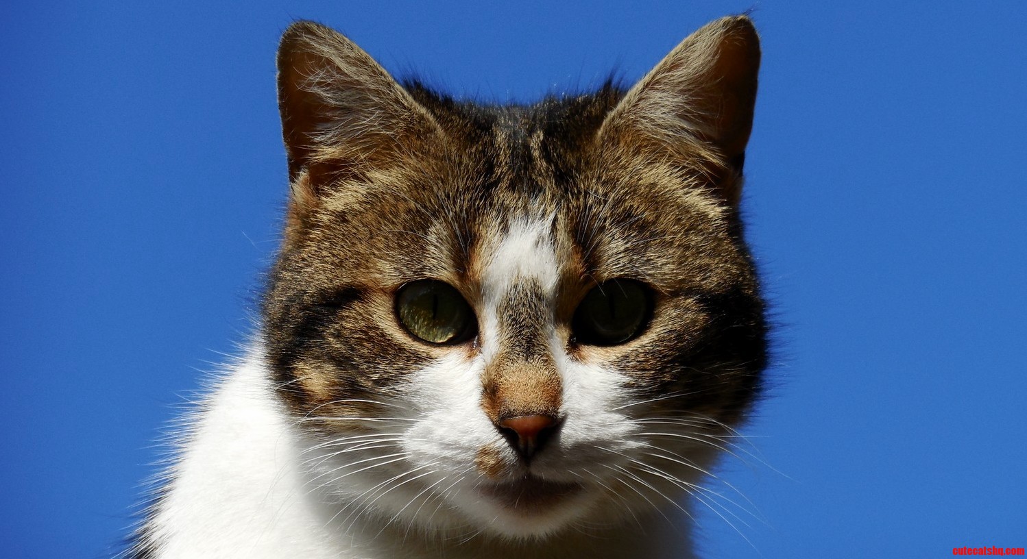 A Stray Cat in My Neighborhood