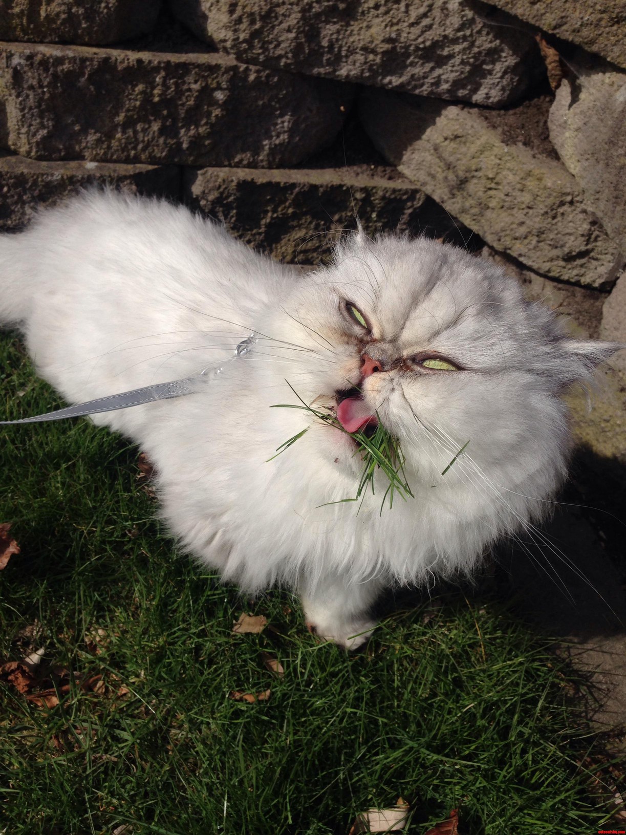 Aah Spring Gotta Love Spending Time in the Sun Eating Grass.