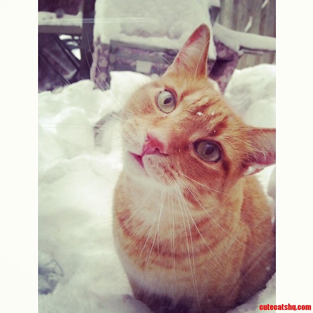 Ali Baba in the Snow