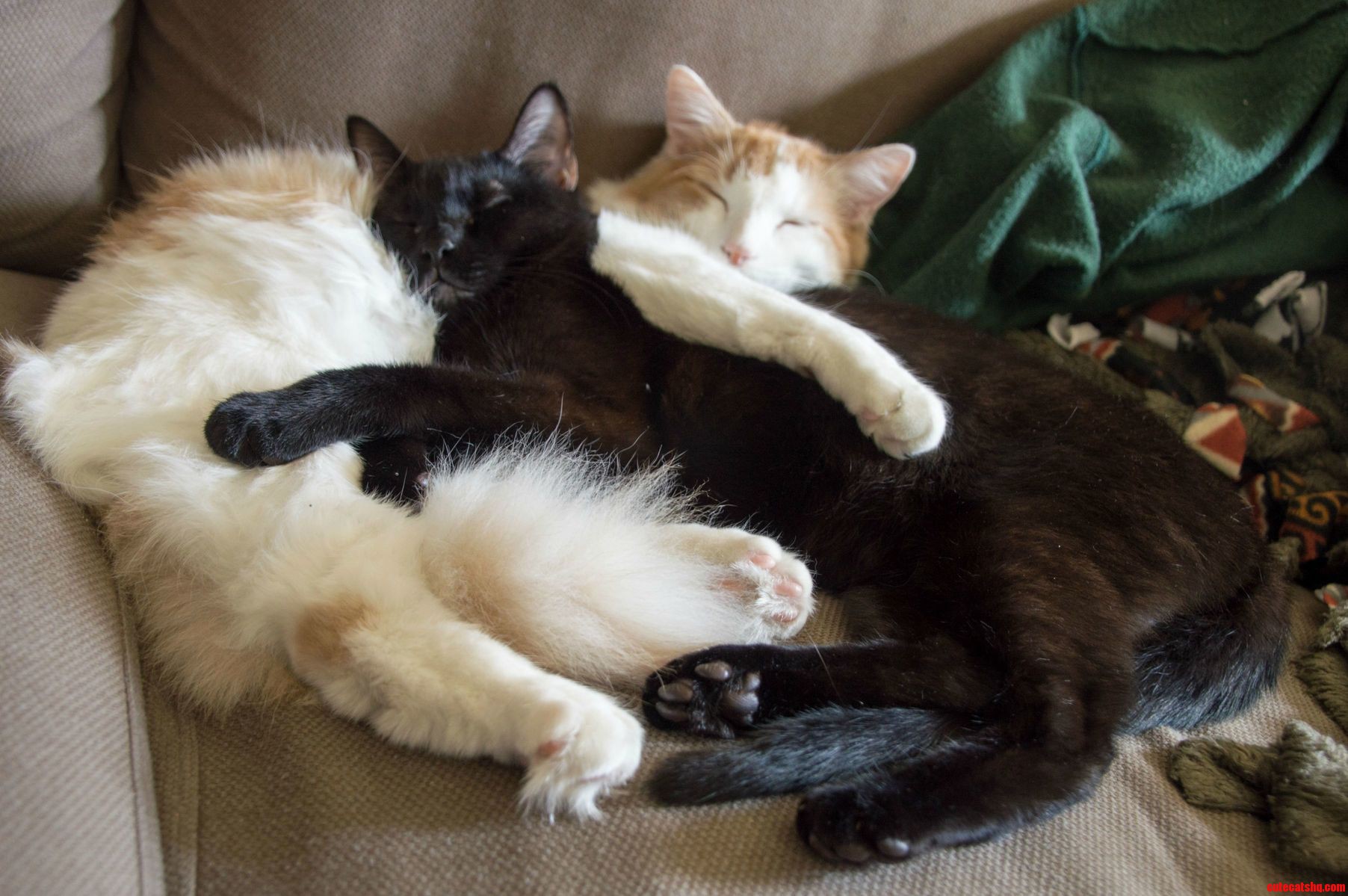 And We Were Worried They Wouldnt Get Along.