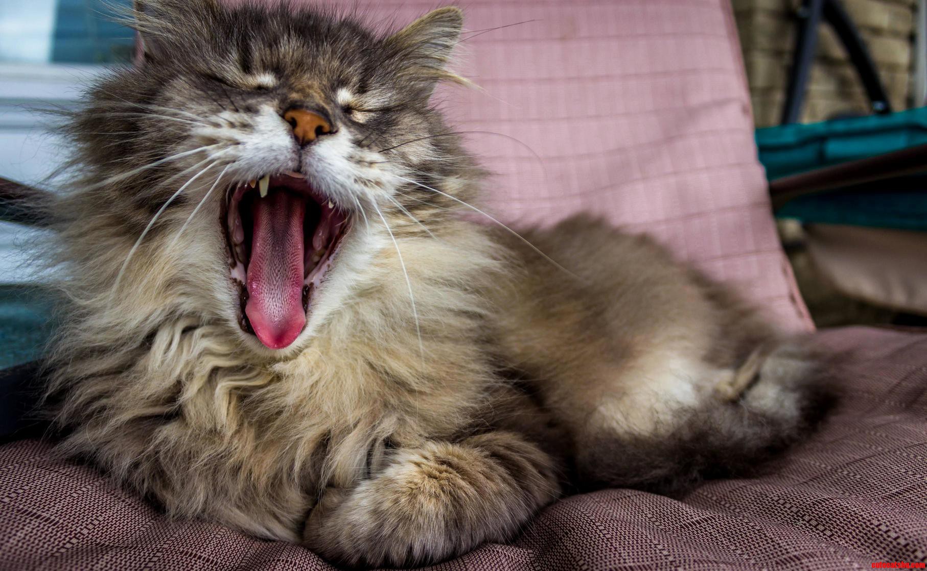 Another Yawning Cat Picture Heres My Cat Jasper