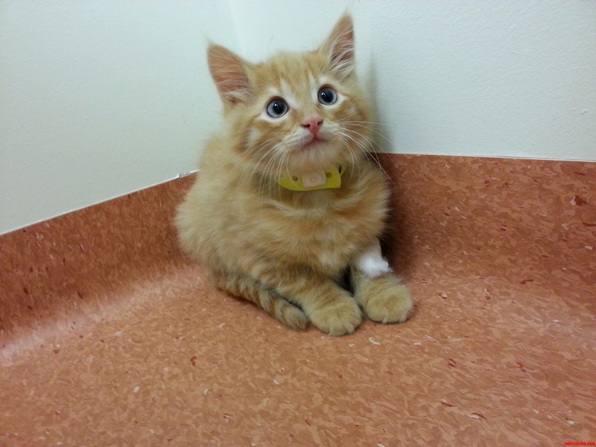 At the Vet
