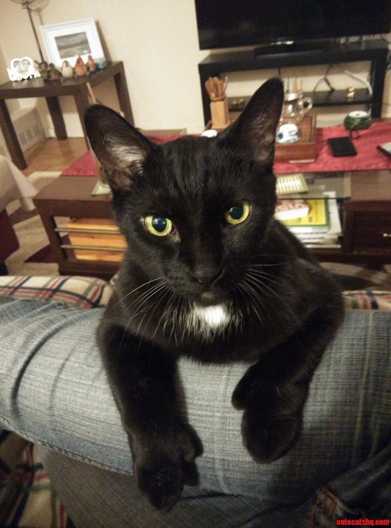 B.b. Is 14 Years Old Polydactyl and a Real Sweety.