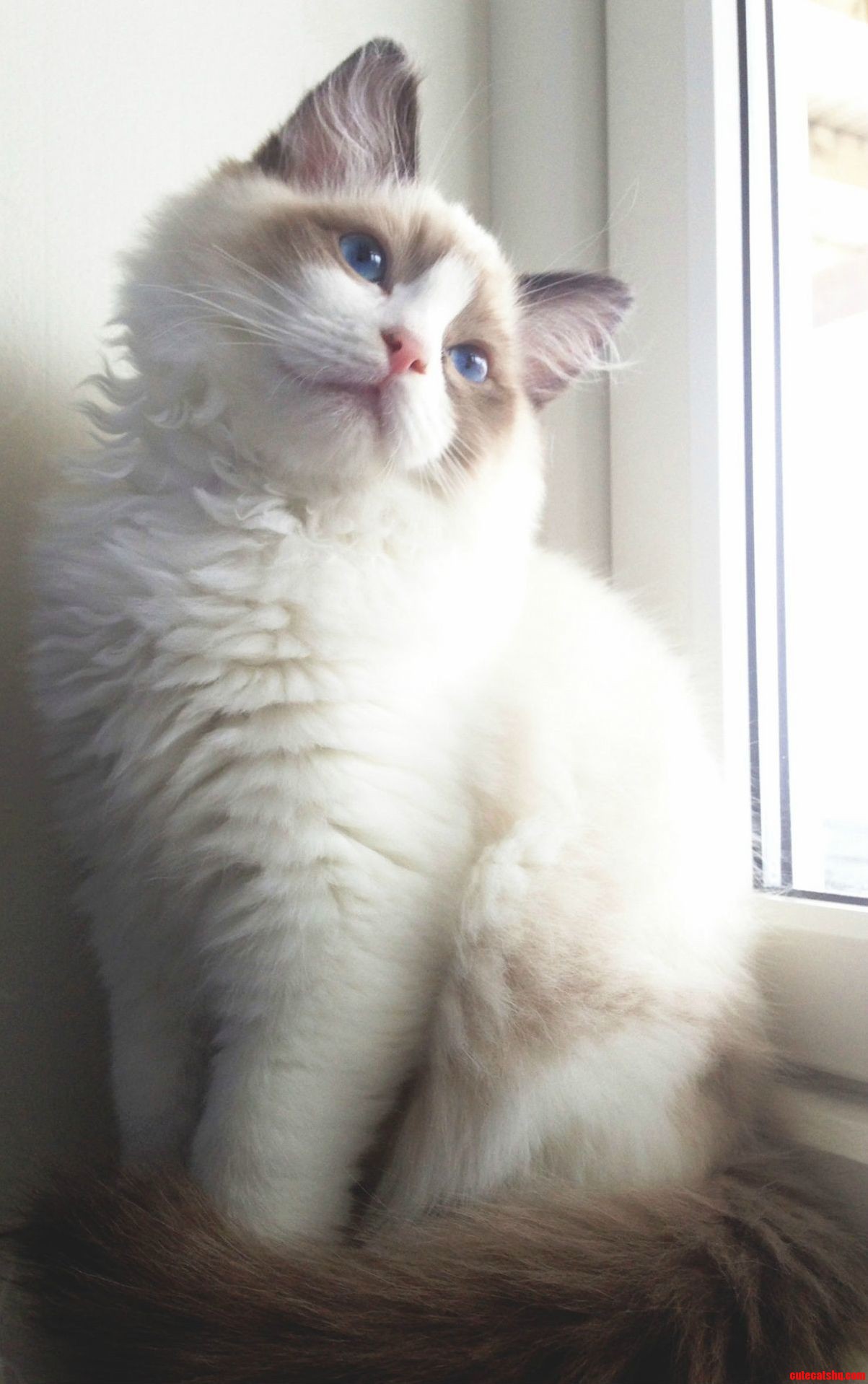 Beautiful Fluff