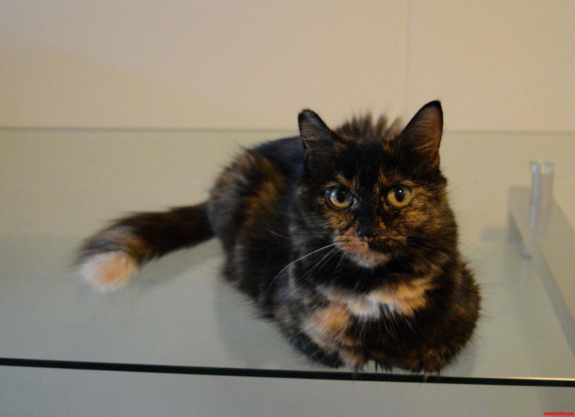 Beautiful Tortie