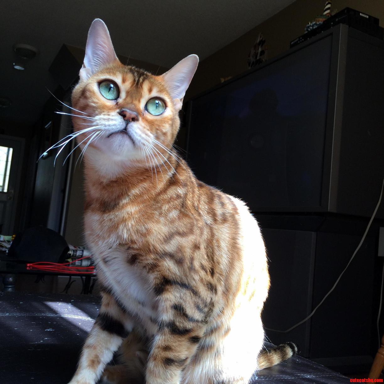 Bengal