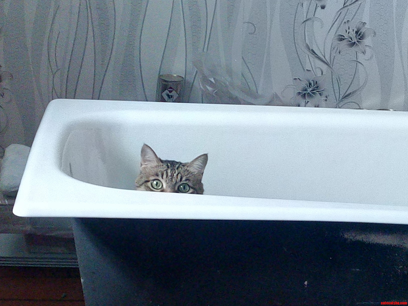 Bought New Bathtub Recently and Boris Decided to Play with It.