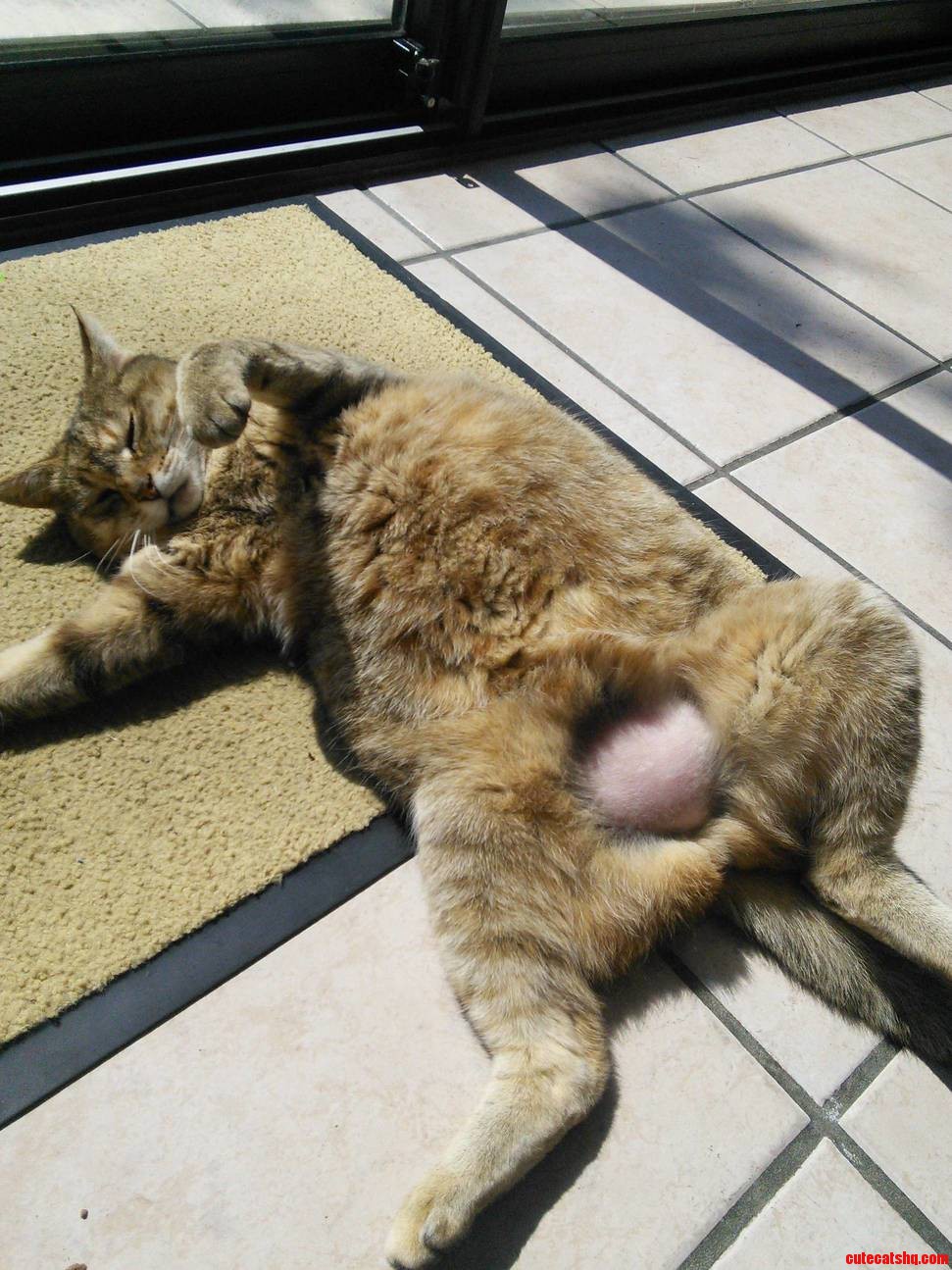 Brazilian Cat