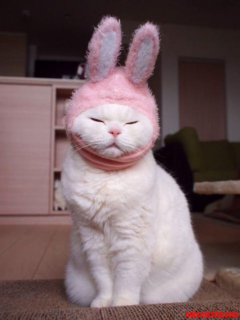 Bunny