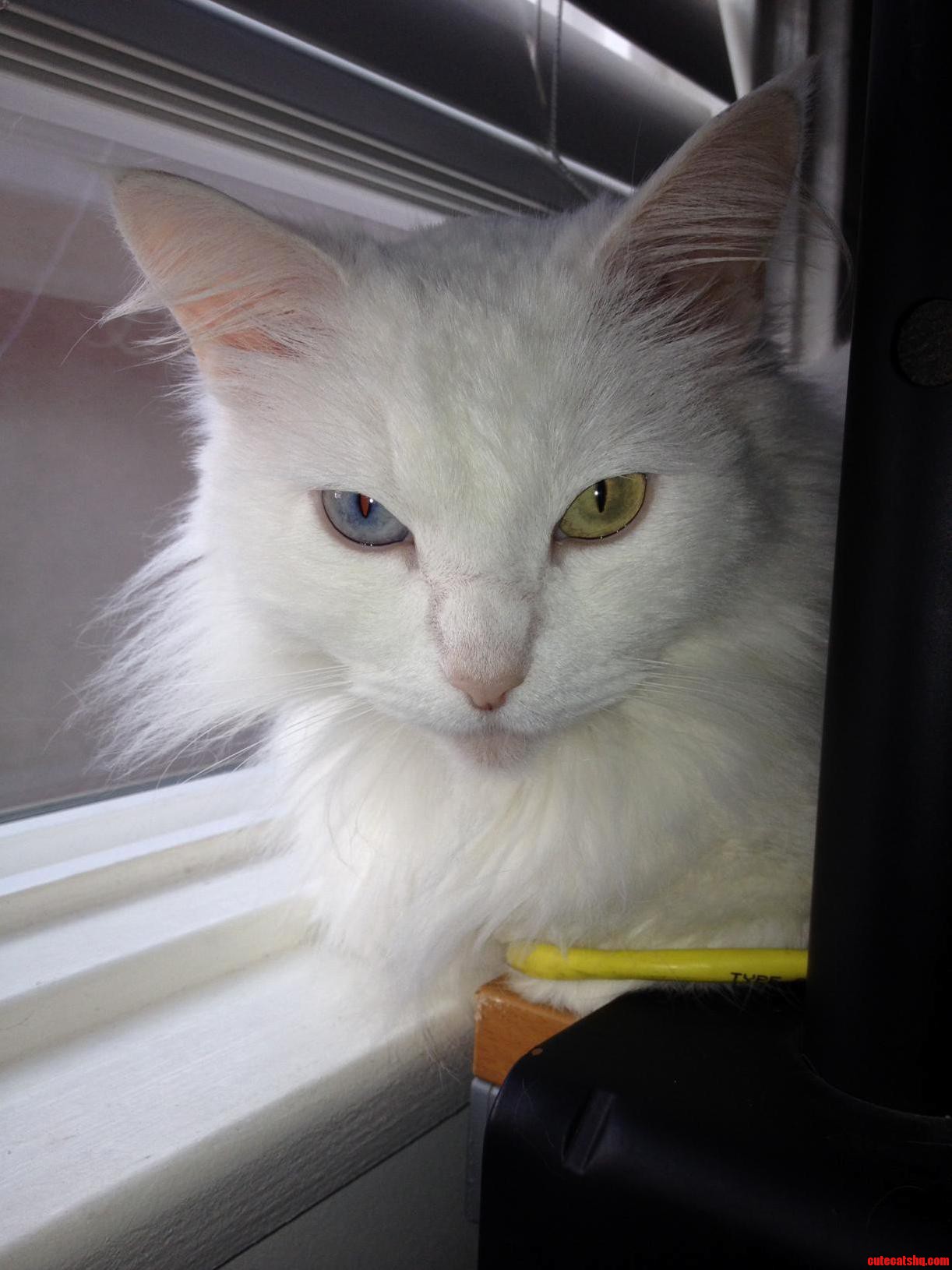Cat 1 Cat5. My Turkish Van. I Loves Her